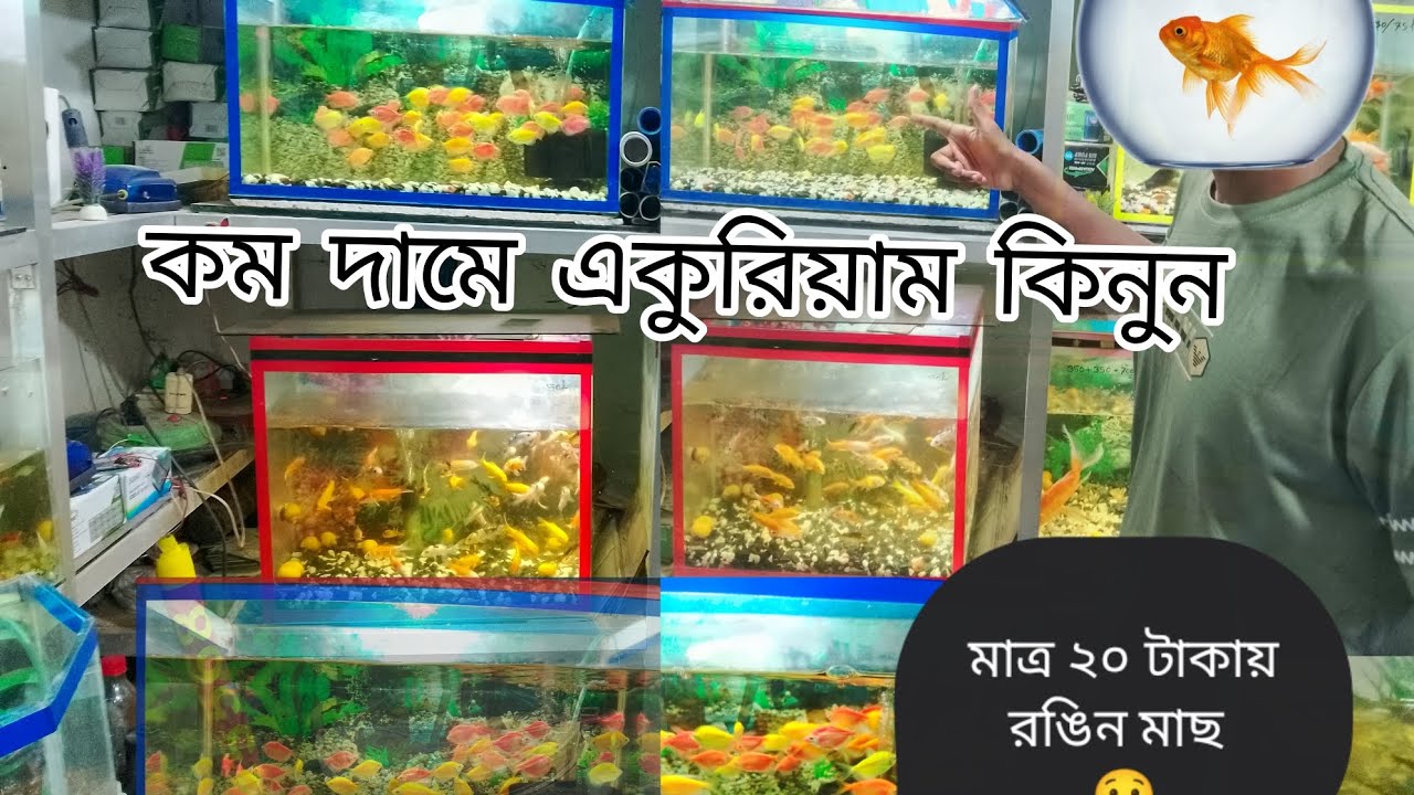 রাজশাহী জেলার ছোট্ট একুরিয়াম এর দোকান , কম দামে একুরিয়াম ও রঙিন মাছ কিনুন★