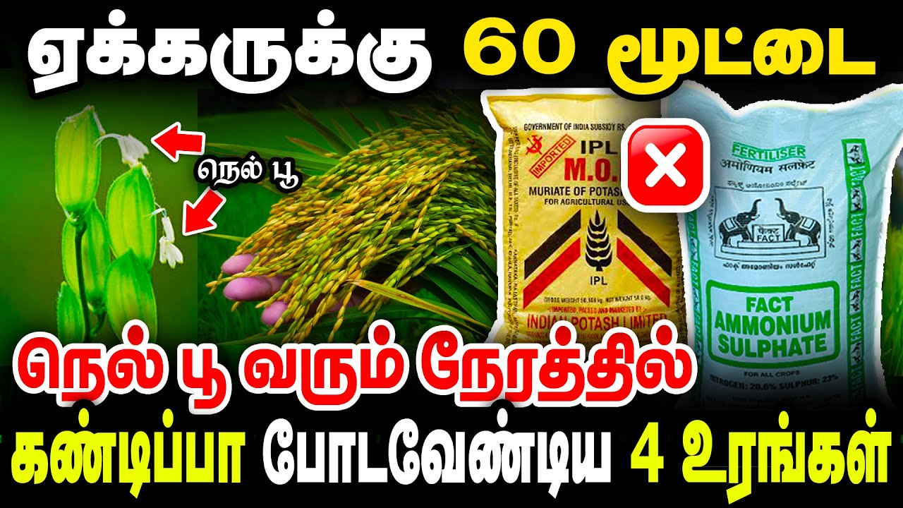 பொட்டாஷ் அமோனியம் சல்பேட் அவசியம் போடனுமா இல்ல இது வேஸ்ட் ஆ? Paddy Fertilizer for High Yield | TCG |
