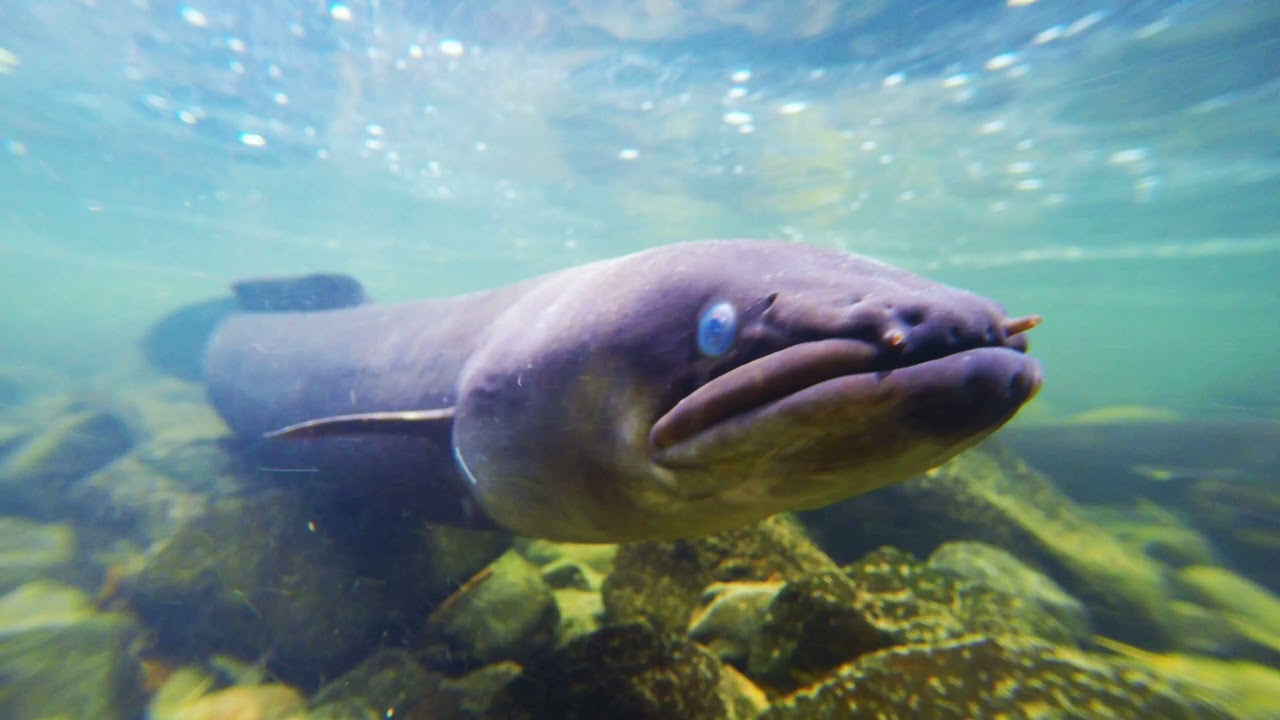New Zealand Longfin Eels (Anguilla dieffenbachii): (filmed in December 2021, at 4k resolution)