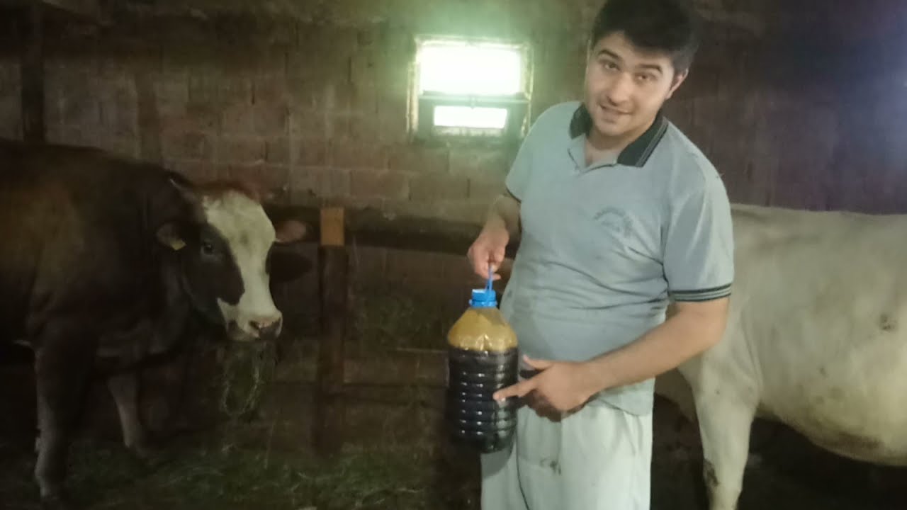 Melas ve șlempe karışımını hayvanlara verdik. Hayvanlar yiyorlami?
