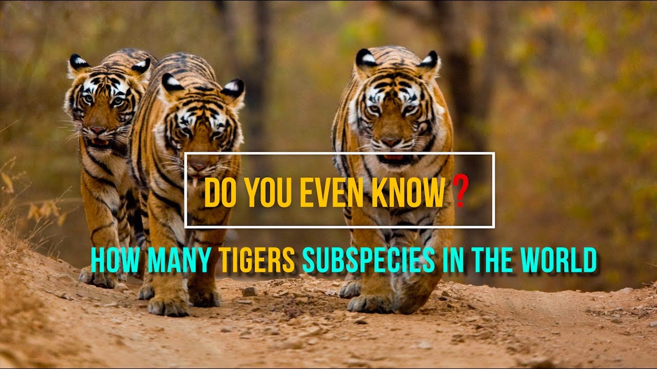 Do You Even Know How Many Tigers Subspecies In The World???
