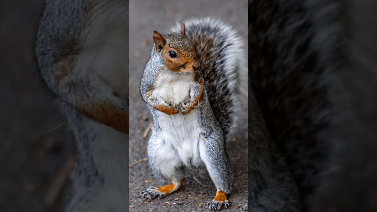 A Cat Saves A Squirrel (Then They Become Best Friends)