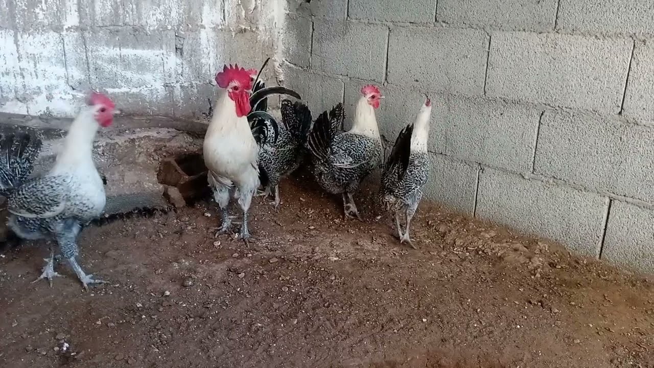 كتاكيت للبيع من نوع الفيومي مع أمهم.....