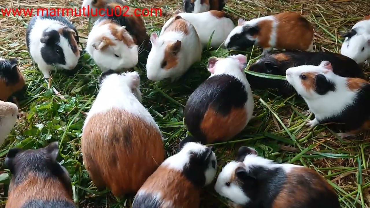 Asmr|marmut warna warni mukbang rumput ijo asyik 