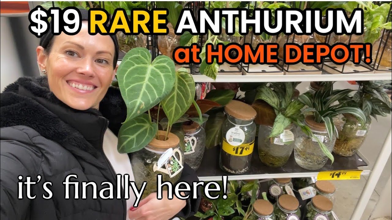 Редкий антуриум за 19 долларов в Home Depot! Крупные магазины растений - Lowe's и Home Depot в Гр...