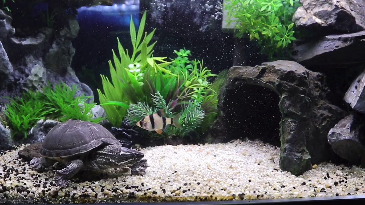 【ミシシッピニオイガメ】エサを食べるカメとおこぼれを狙う魚たち TRTOL AQUARIUM
