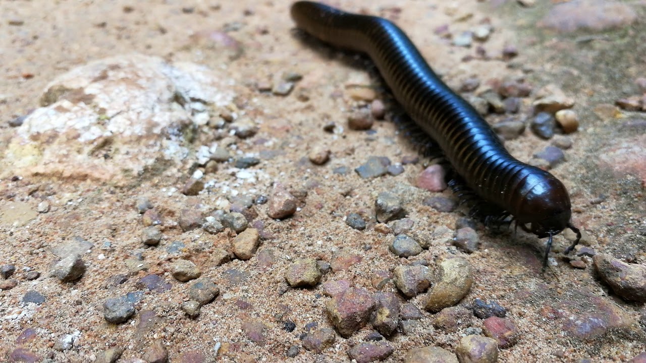 Forest millipede