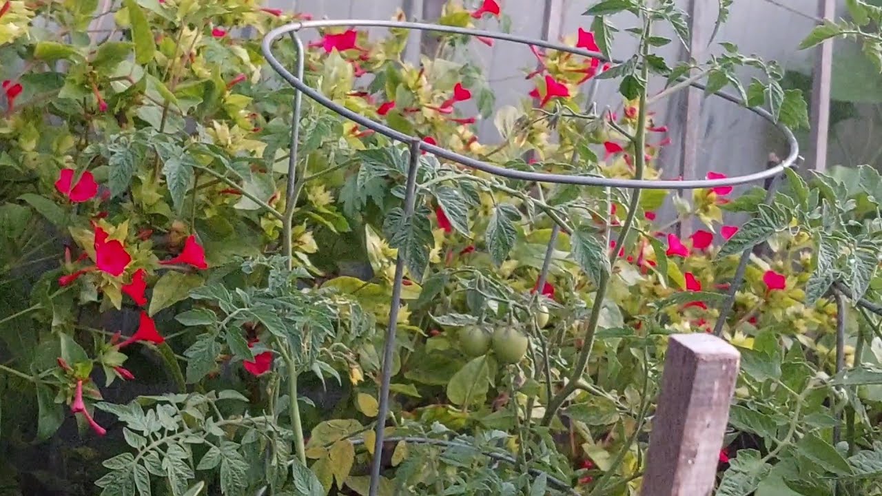 My summer Vege garden in Australia | February 2026 ਘਰ ਦੀ ਖੇਤੀ ਬਾੜੀ |@pendu jas in Australia |