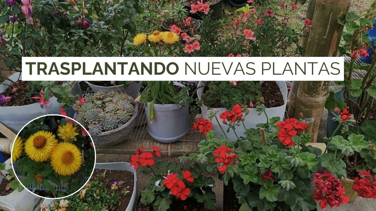 Trasplantando mis ultimas compras nuevas plantas para el jardín | Jardín Diaz