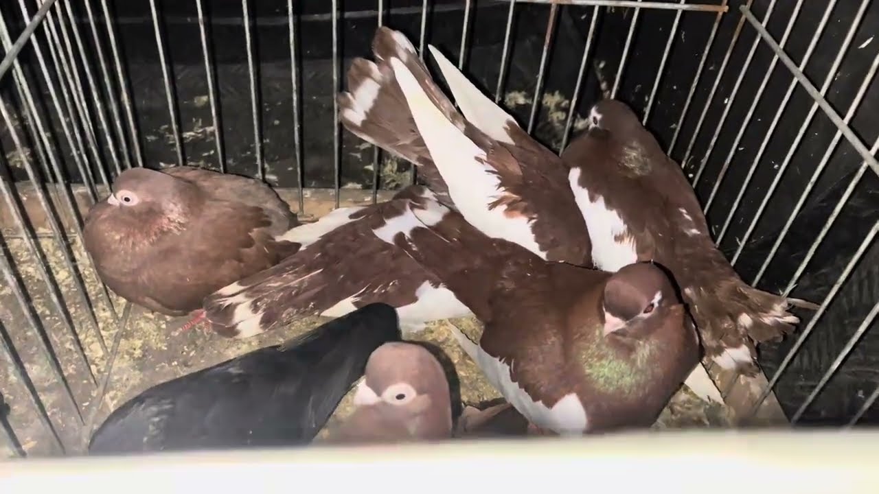 Rynek targ Wysokie Mazowieckie 11/01//2025 🕊🐓#shorts #pigeons #ptaki #króliki #kury #gołębie # 1