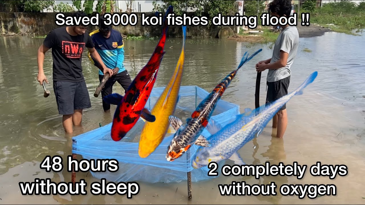 Uyira koduthu fishes eh kapathunom !! Saved 3000 koi fishes during Chennai floods !!