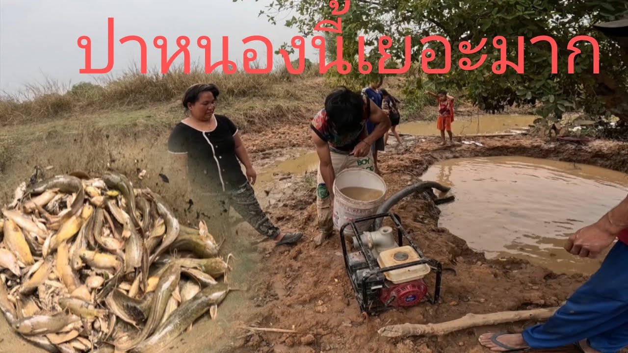 ดูดหนองป่าได้หลายที่สุดในปะวัดชาตเยอะมากๆ