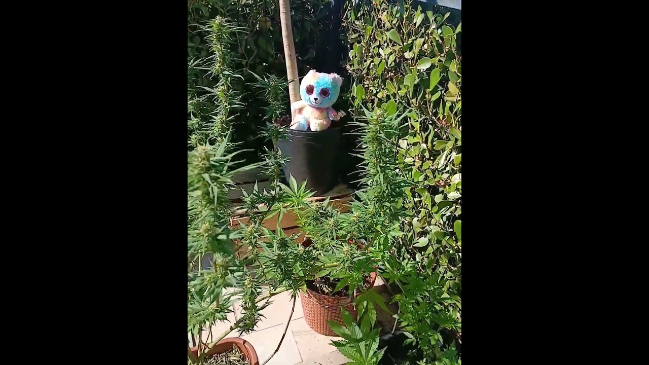 #cannabis #colombia Gold #beautiful #outdoor #cultivoorganico