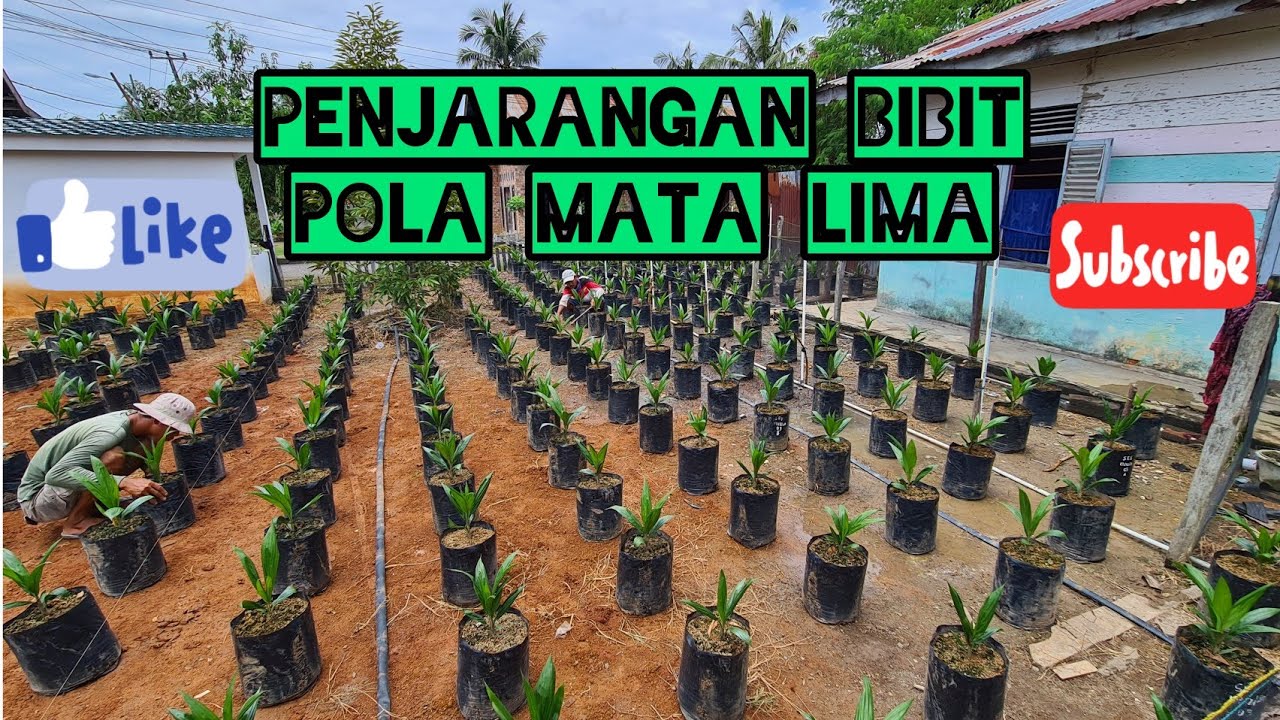Penjarangan bibit sawit ke Main Nursery||Pola mata lima