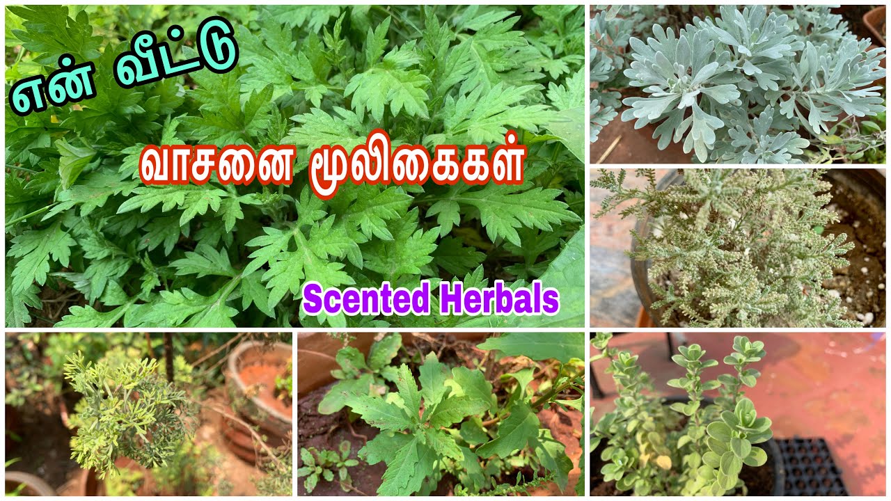 கமகமக்கும் என் வீட்டு மூலிகைகள்/Scented herbals/Eden garden/Home garden Herbals/Silver dust/Thavalai