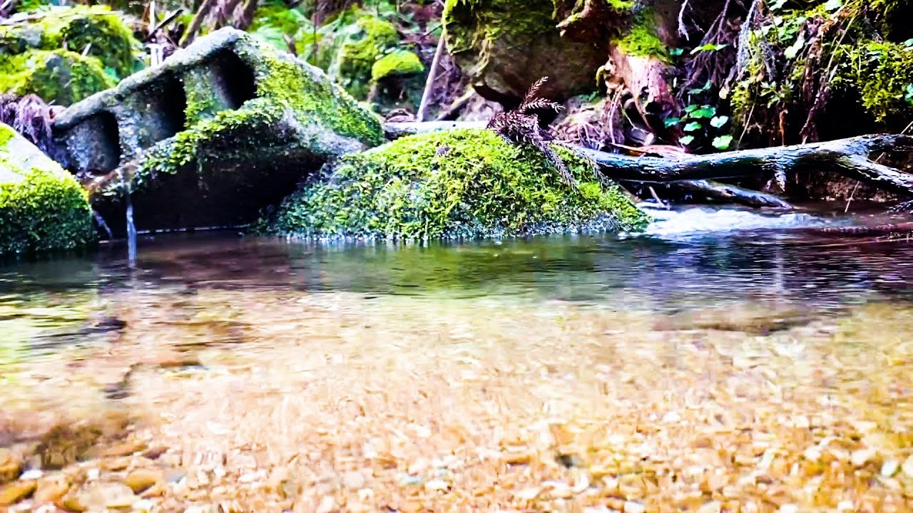 Wasabi Leaf picking.  Finest recipe of Wasabi leaf and codfish.  Countryside in Japan/vlog