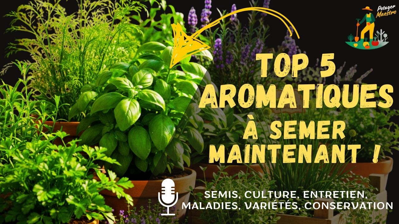 Top 5 des aromatiques à semer en février-mars pour parfumer l'été 🌿