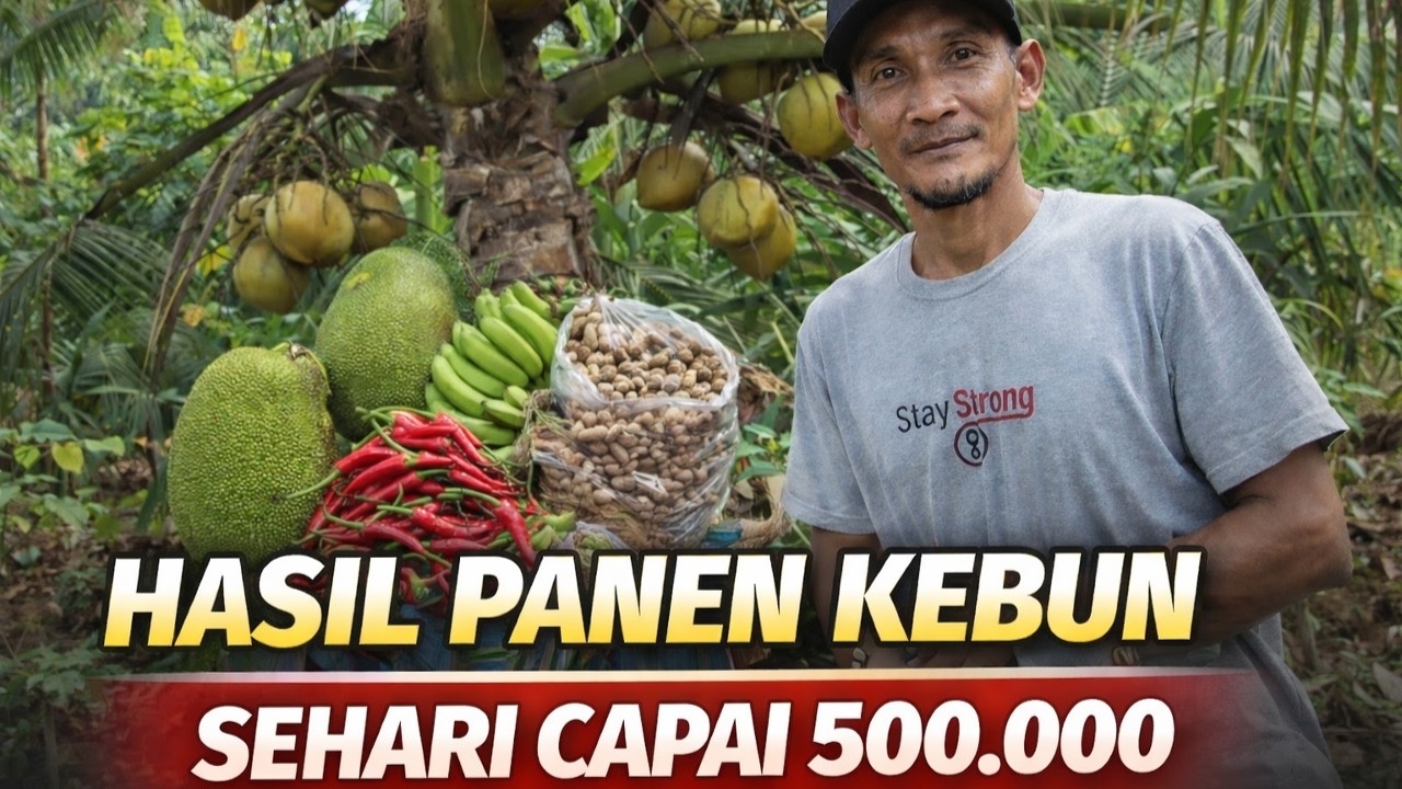 PANEN SETIAP HARI DARI LAHAN TRANSMIGRASI, HARI  RP.500.000, HASIL PANEN PAK SOKIMIN ASAL PACITAN