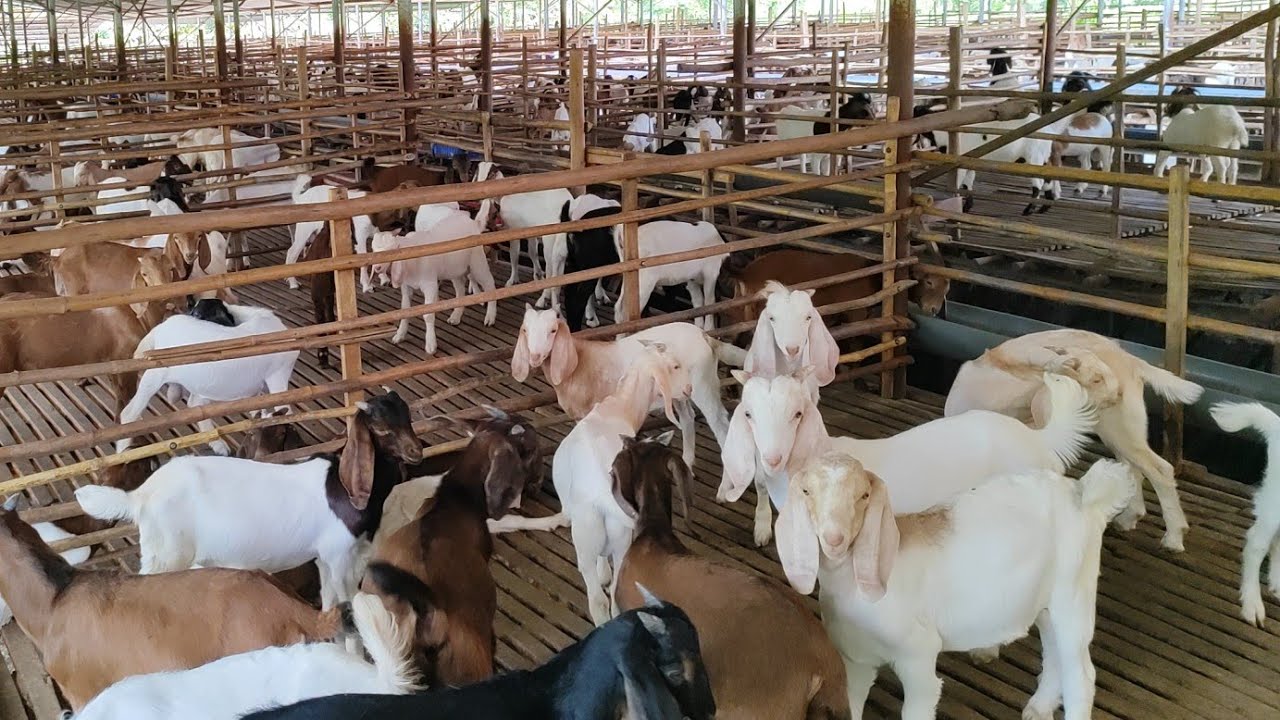 Ogromna farma k&oacute;z licząca 4000 k&oacute;z, doch&oacute;d rzędu kilku miliard&oacute;w dolar&oacute;w rocznie.