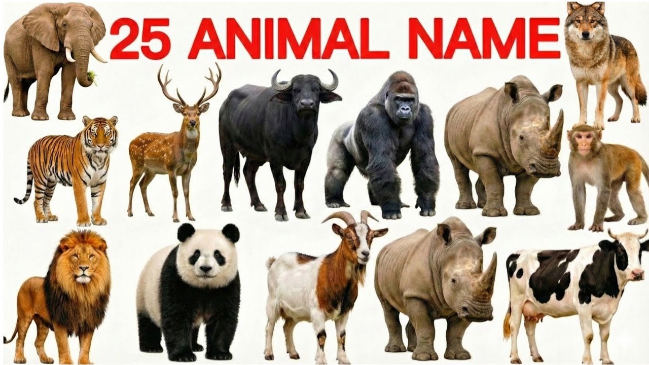 25 जंगली जानवरों के नाम | 25 Wild Animals Name English and Hindi | Animals Name & Pictures | Animal