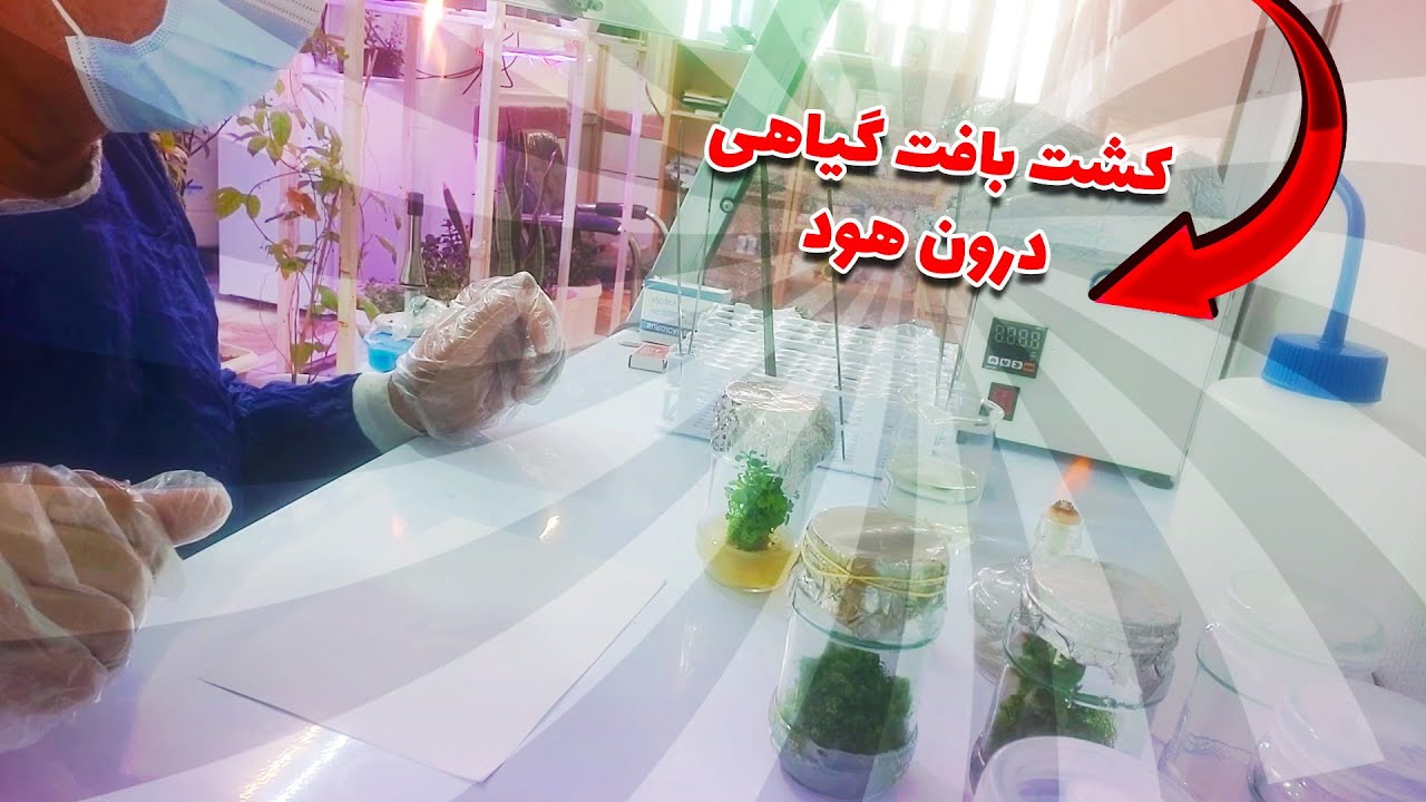 دانش کشت بافت | کشت درون هود لامینار