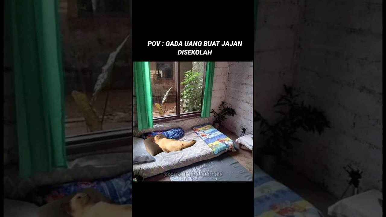 Drama kucing sedih😢 #dramakucing #kucinglucu #kucingsedih #kucing #memesdaily #viral #shorts