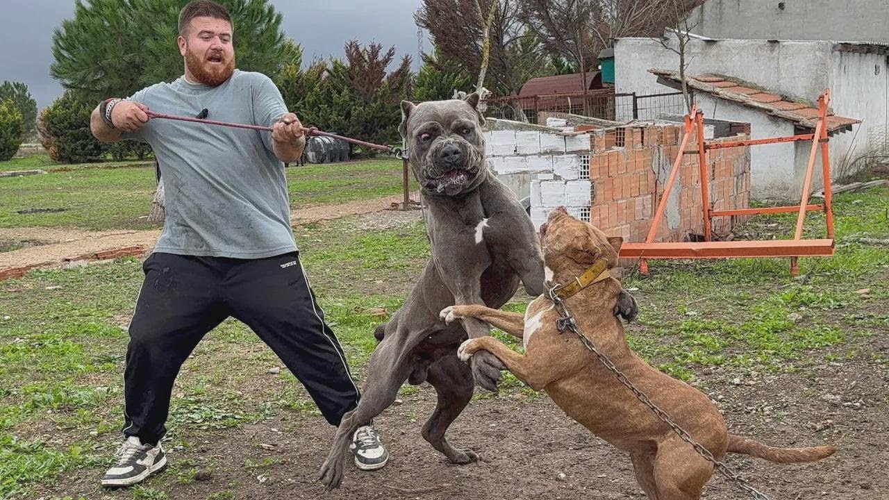 Nagharapang Pitbull at Cane Corso! Alin ang mas astig kay Carlos?