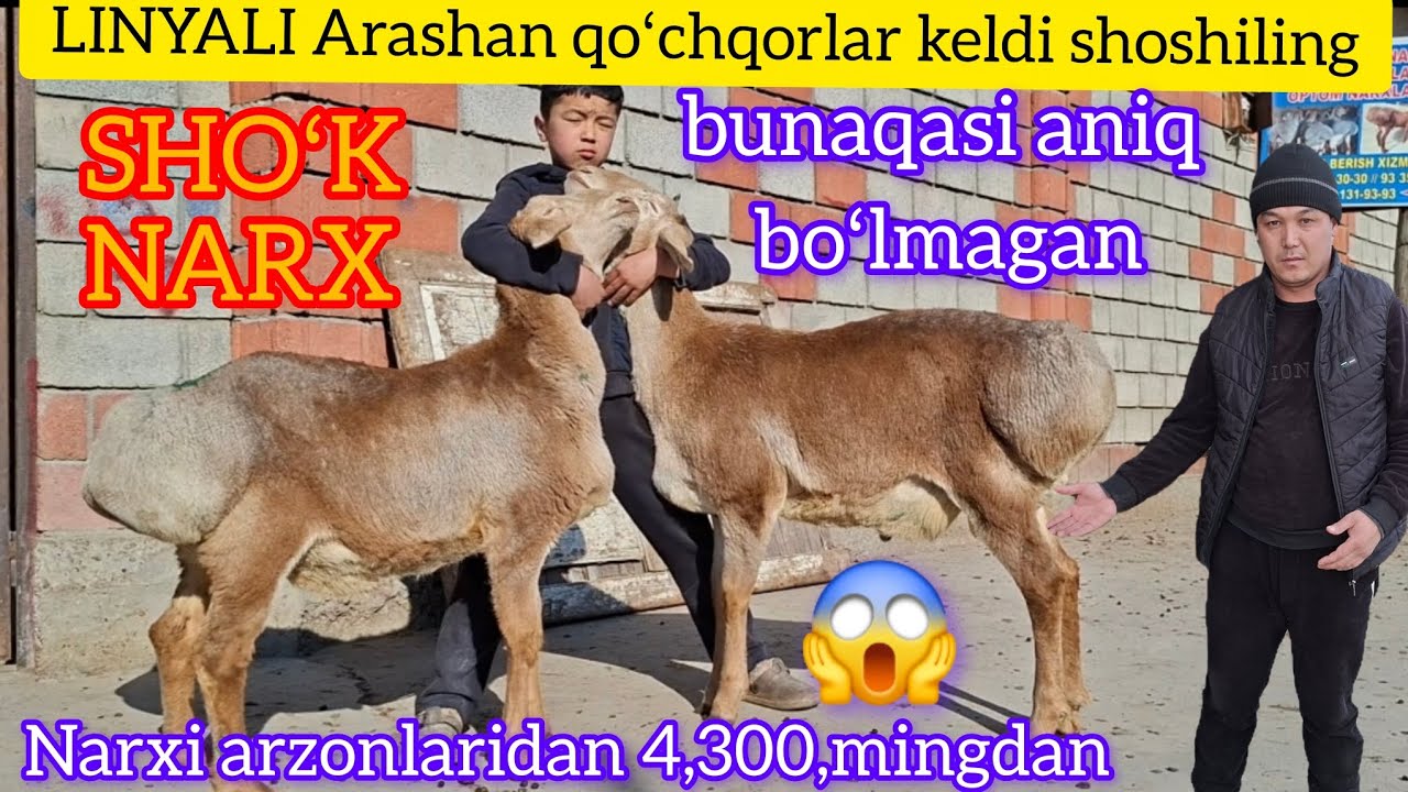 2026-йилда илк бор 😱 линяли АРАШАН кузилар келди РИВОЖИДДИН АРЗОНЧИ нарх куйишни синдирди рекор