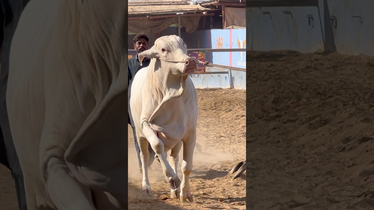 aggressive cow || maweshi mandi #cow #cattlefarm #animals
