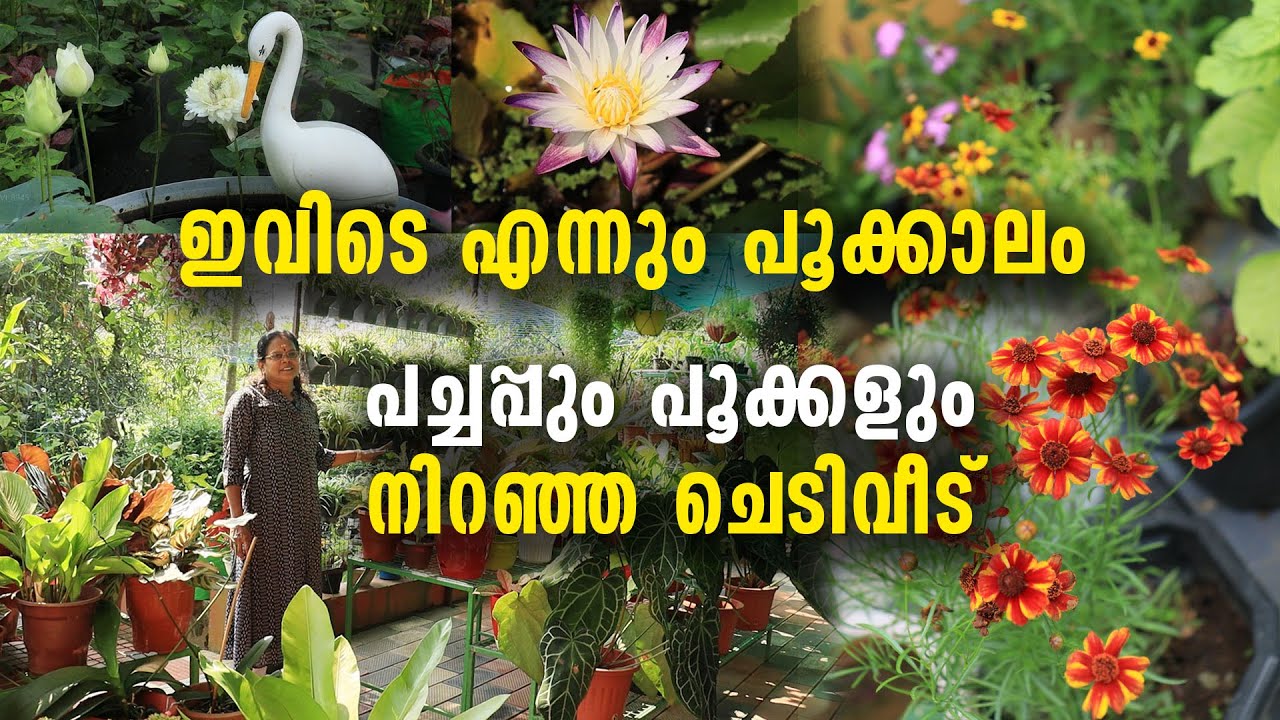 ഇവിടെ എന്നും പൂക്കാലം |  പച്ചപ്പും പൂക്കളും നിറഞ്ഞ ചെടിവീട് |  Amazing Garden Tour