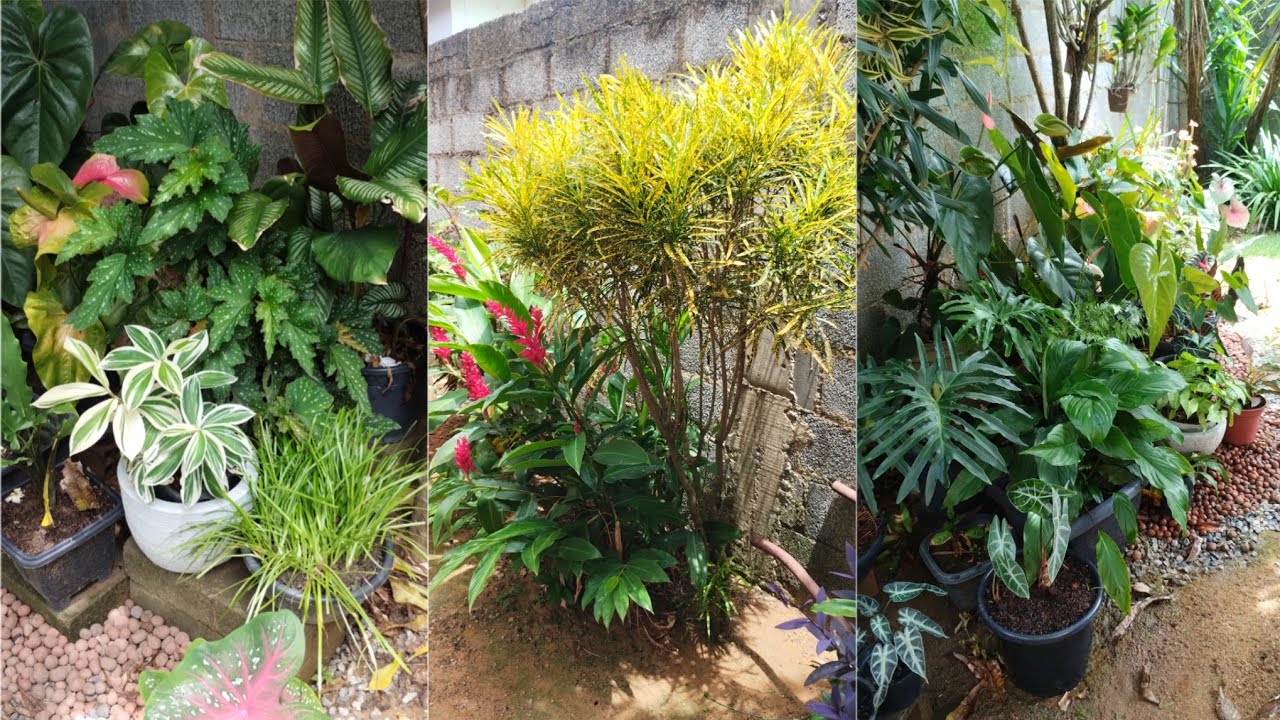 Uma Floração Incrível e muitas plantas