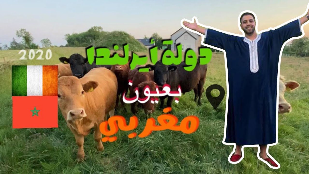 هكذا هي(العروبية) في ايرلندا 🇪🇺🇮🇪🇲🇦