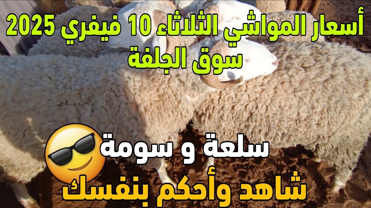 أسعار المواشي اليوم في الجزائر سوق الجلفة الثلاثاء 10 فيفري 2026