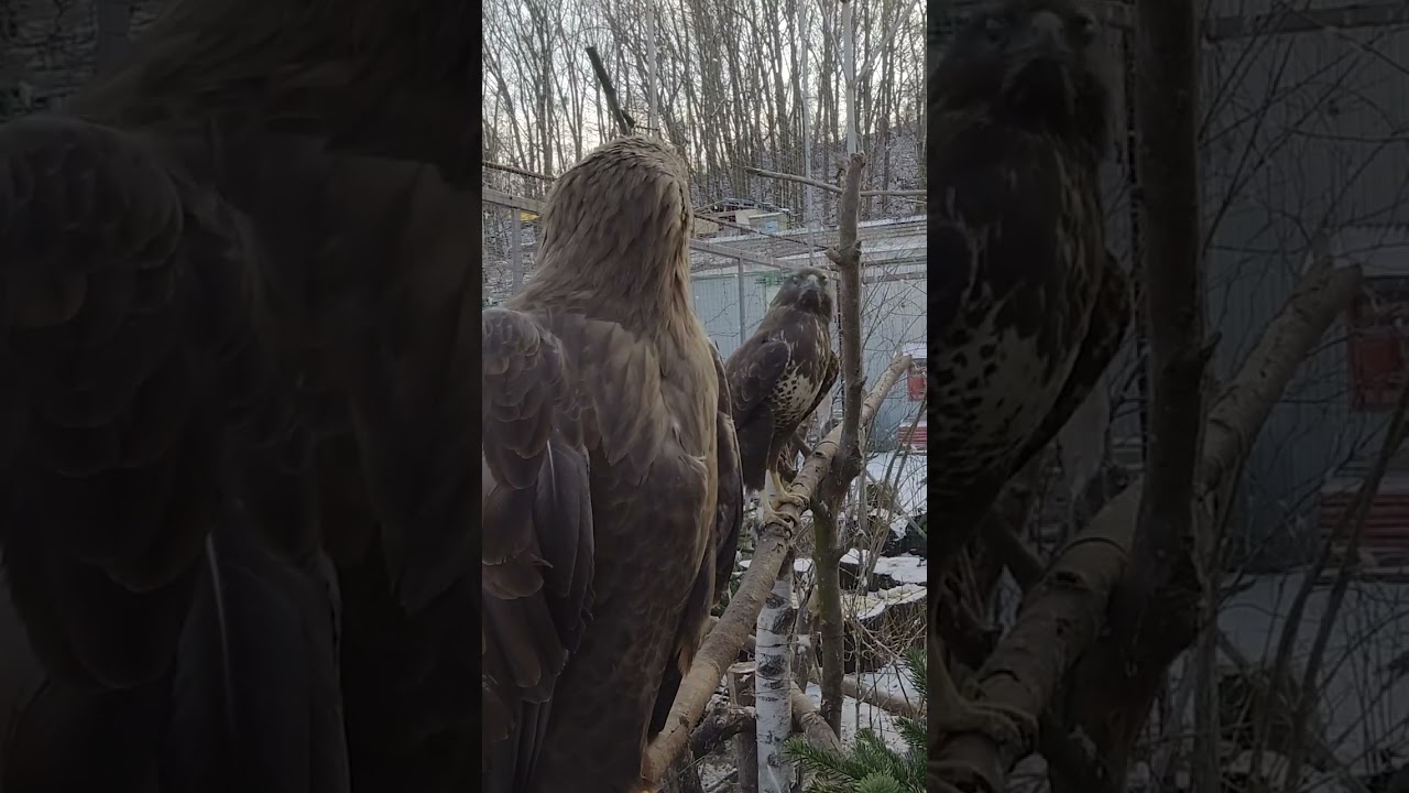 eagle vs hawk