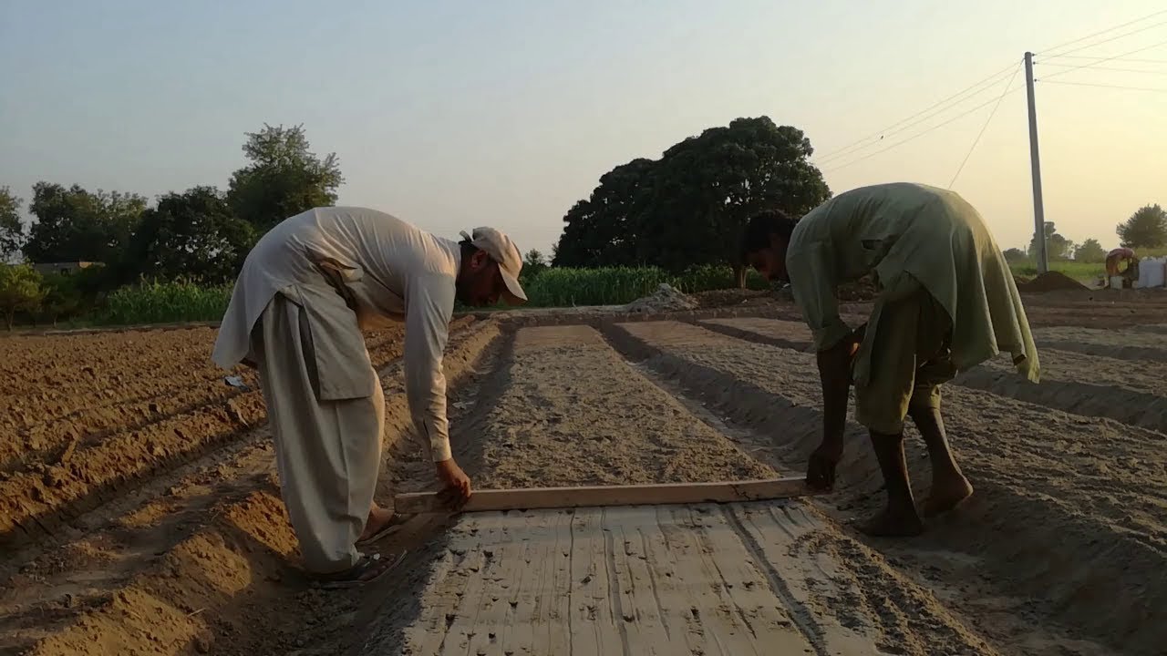 Onion Nursery Bed Preparation By Minhas Vlog (Part 1)  || Village Life Vlog