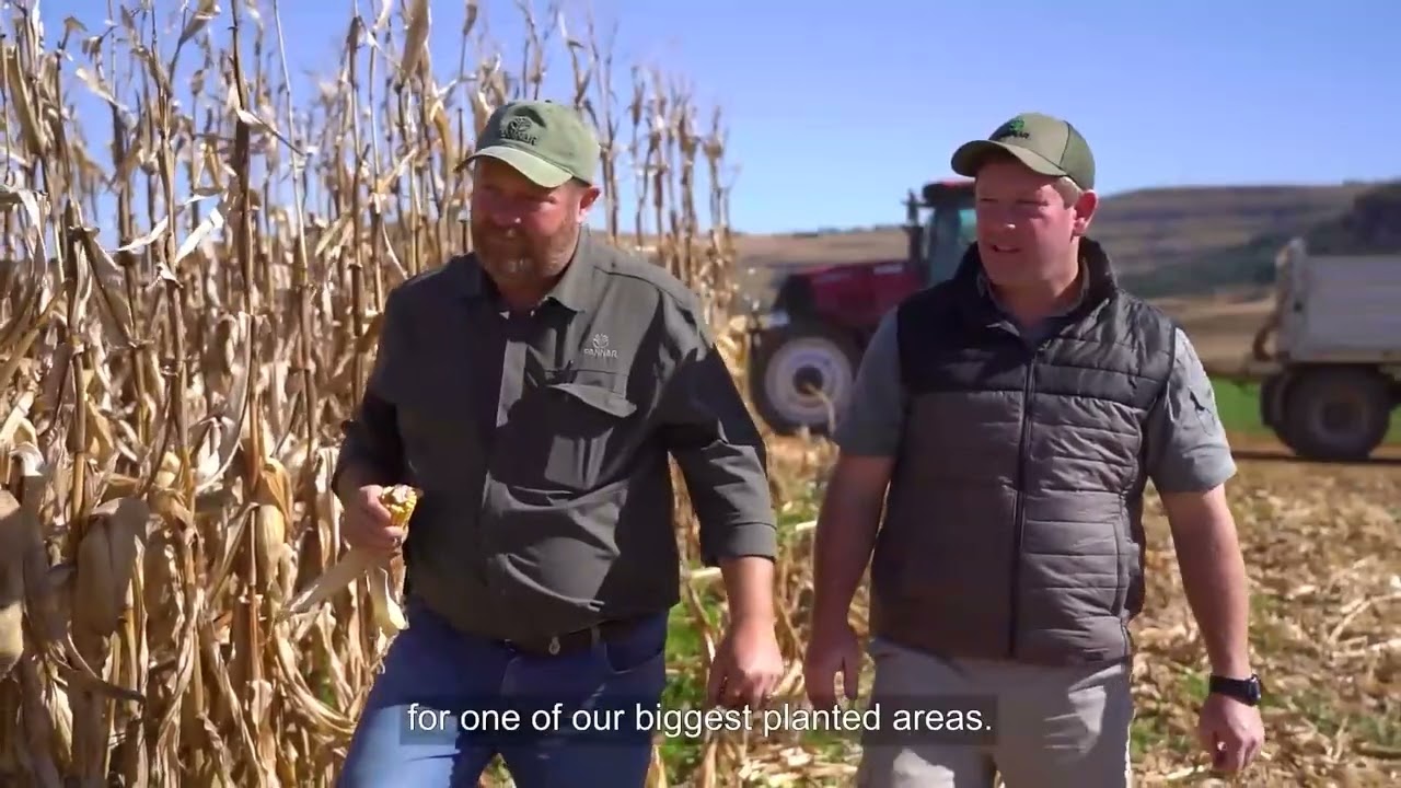 Mieliebaster staan stewig vir eerstegeslag-boer