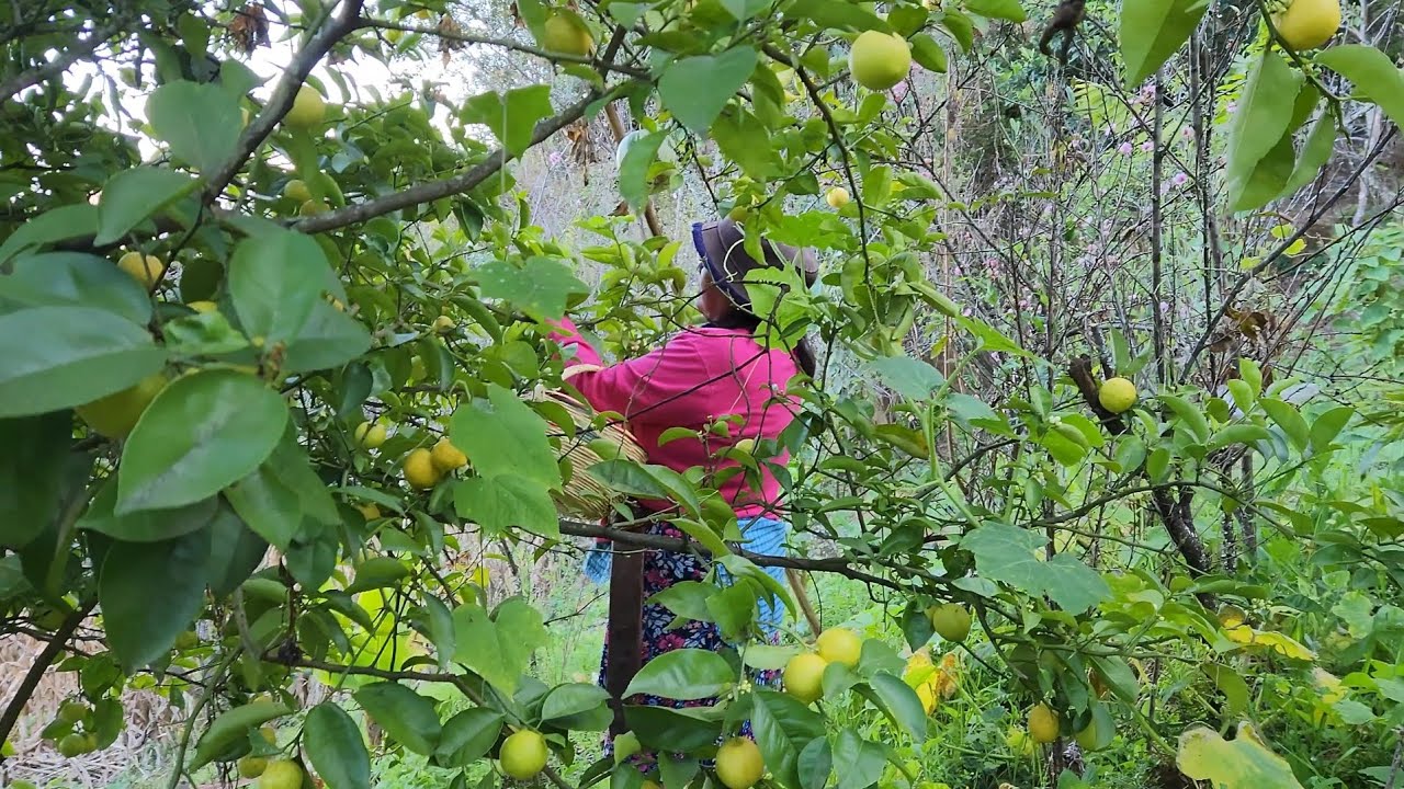 El dia de hoy sali al campo a cortar una ricas #frutas 😋 