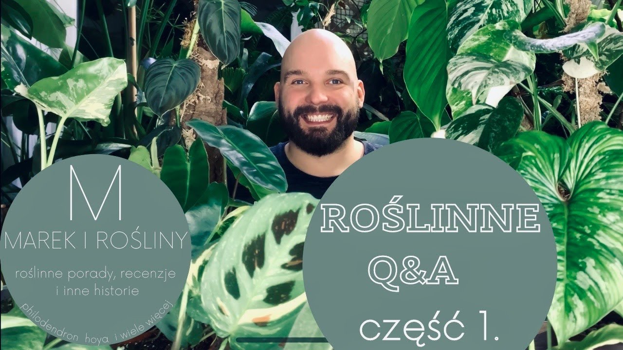 350 roślin w mieszkaniu? Roślinne Q&A część 1.