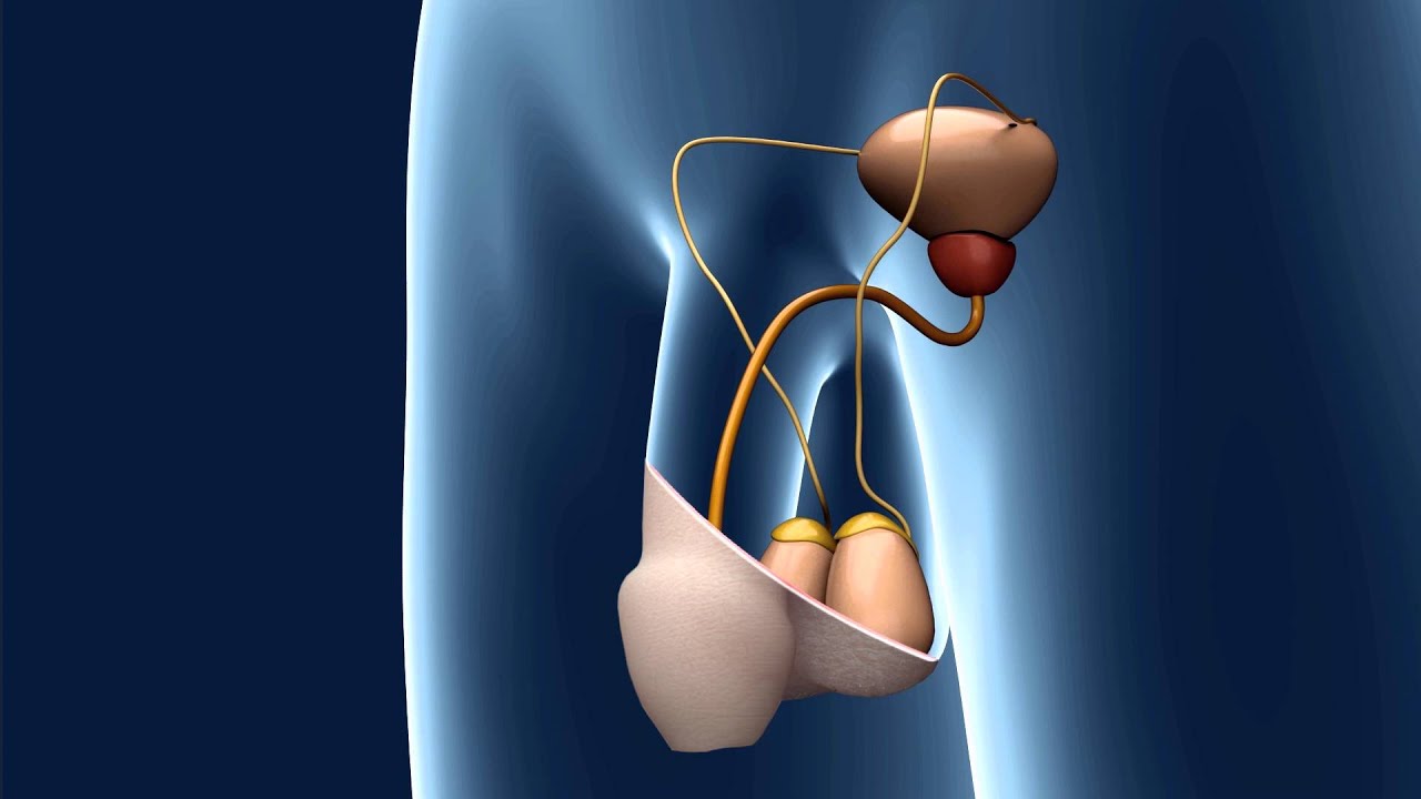 Official video: Bimek SLV &ndash; The New Contraception for Men