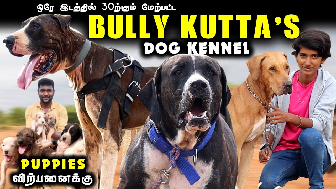 இரத்த சரித்திரம் படைத்த Bully Kutta Our Indian Native Breed | Puppies For Sales | Delivery Available