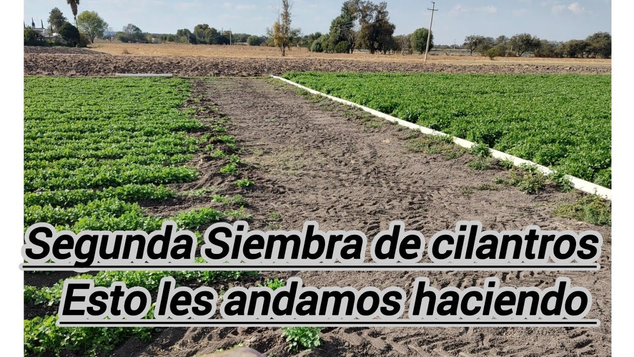 Segunda Etapa de Cilantros ,esto andamos Haciendo 🌿🌿