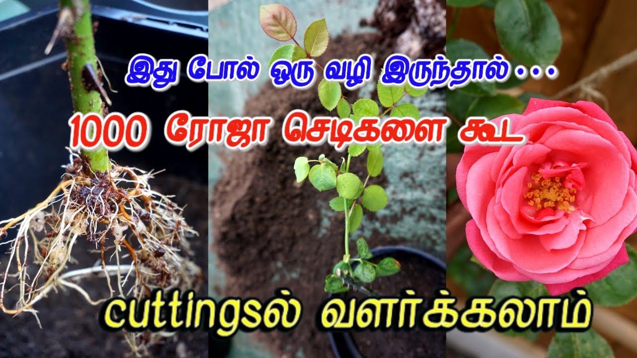 👌🏻1000 ரோஜா (Rose) செடிகளை கூட cuttingsல் EASY-ஆ வளர்க்கலாம்..  rose cutting valarpu in tamil