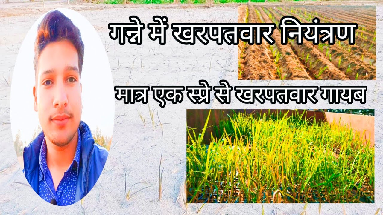 गन्ने में खरपतवार नियंत्रण | ganne me kharpatwaar niyantran | ganne ke kharpatwaar nashi