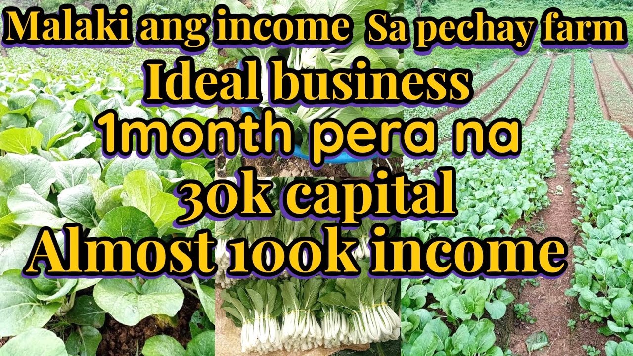 One month lang pera na, pechay farming || 1month lang harvest na || ideal business