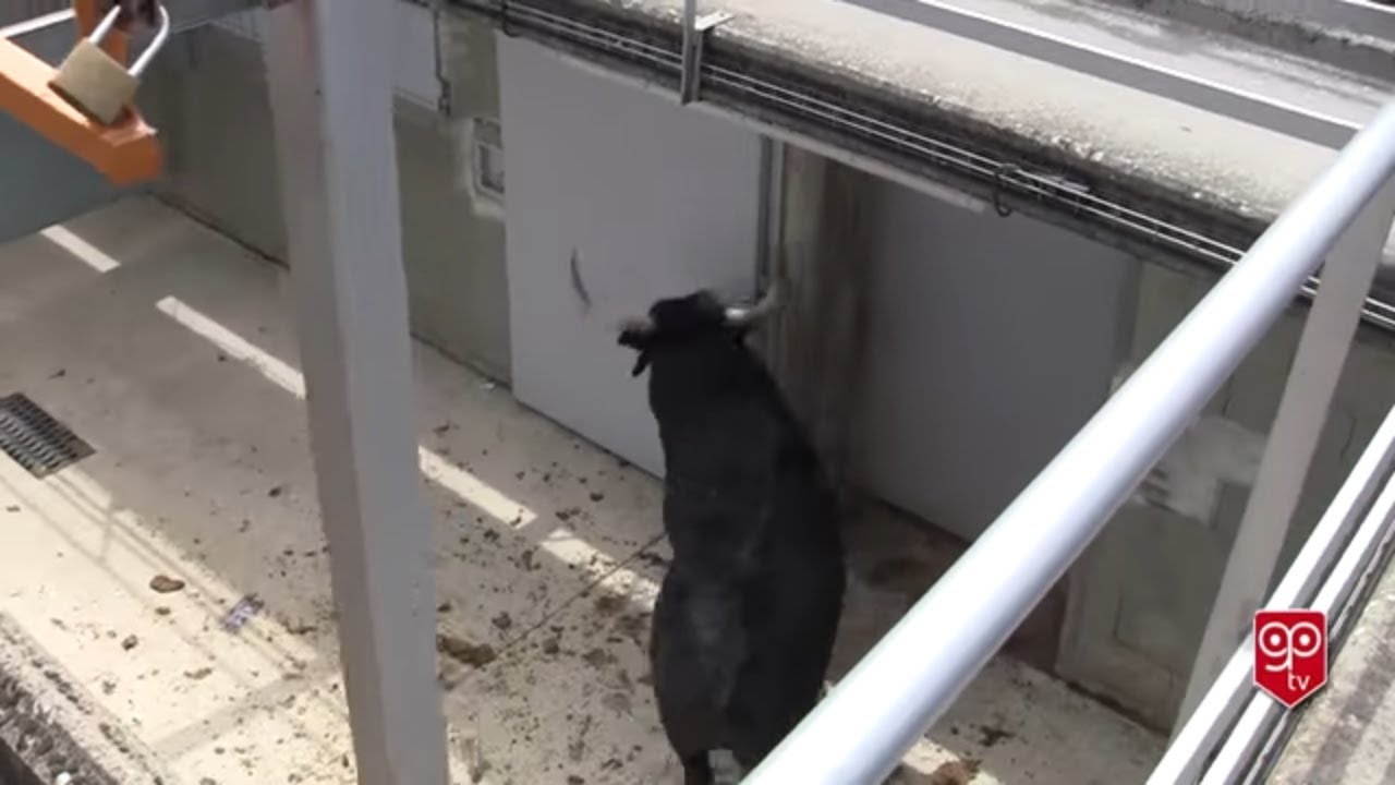 Apartando al sobrero de Cebada Gago - Corralillos el Gas 2017 San Fermín - Bulls of San Fermin
