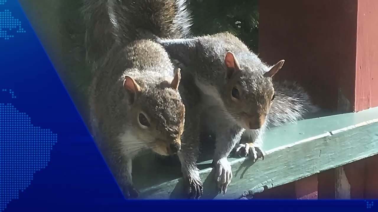 Breakfast at Dawn (starring the usual squirrels)