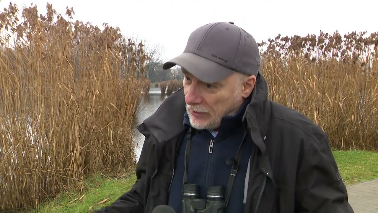 Az év madara a barkóscinege