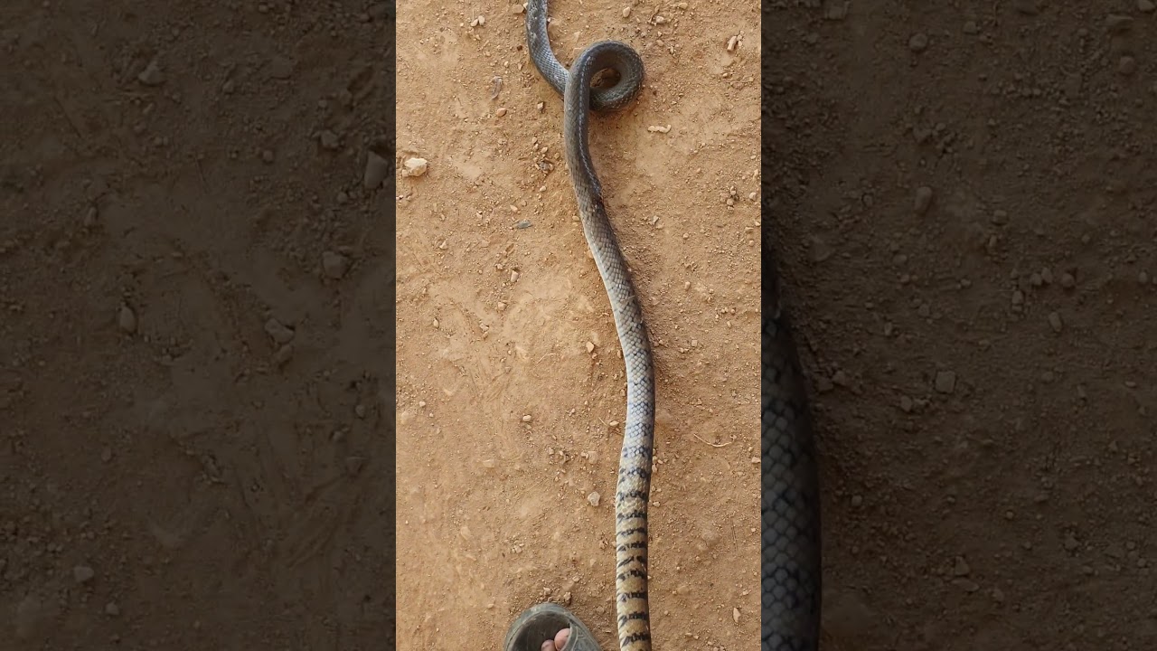 Sang ser snake #shortvideo