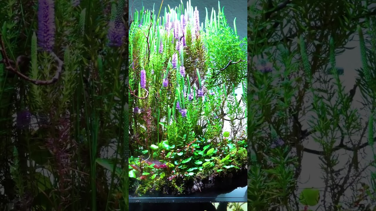 Plant Art by the World of Green #plantart #aquascaping #terrascaping #paludarium #aquarium #asmr