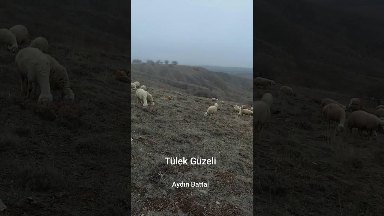 Aydın Battal - T&uuml;lek G&uuml;zeli